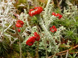Cladonia bellidiflora image