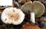 Lactarius pallidus image