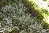 Stereocaulon ramulosum image