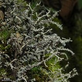 Stereocaulon ramulosum image