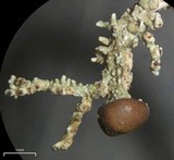 Stereocaulon ramulosum image