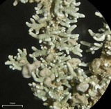 Stereocaulon ramulosum image