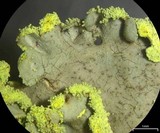 Pseudocyphellaria aurata image