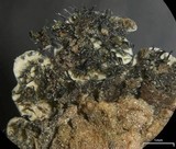 Coccocarpia palmicola image