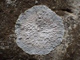 Dirina massiliensis image