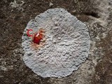 Dirina massiliensis image