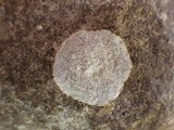Dirina massiliensis image