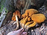 Gymnopilus ventricosus image