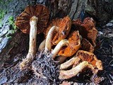 Gymnopilus ventricosus image