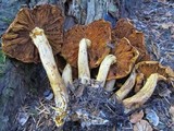 Gymnopilus ventricosus image