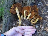 Gymnopilus ventricosus image