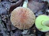 Boletus hortonii image