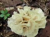 Sparassis spathulata image