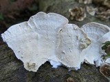 Trametes hirsuta image