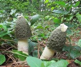 Phallus ravenelii image