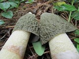 Phallus ravenelii image