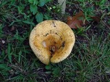 Lactarius psammicola image