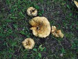Lactarius psammicola image
