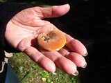 Lactarius hygrophoroides image