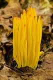 Clavulinopsis fusiformis image