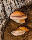 Fomitopsis mounceae image