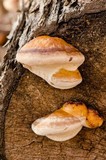 Fomitopsis mounceae image