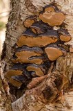 Phellinus igniarius image