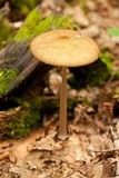 Oudemansiella furfuracea image