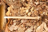 Oudemansiella furfuracea image