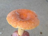 Lactarius hygrophoroides image