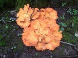 Laetiporus cincinnatus image
