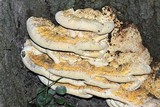 Image of Vanderbylia robiniophila