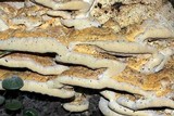 Vanderbylia robiniophila image