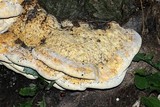 Vanderbylia robiniophila image