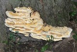 Vanderbylia robiniophila image