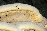 Vanderbylia robiniophila image