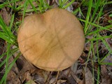 Phylloporus rhodoxanthus image