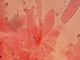 Pluteus saupei image