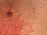Pluteus saupei image