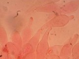 Pluteus saupei image