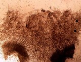 Pluteus saupei image