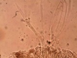 Pluteus saupei image