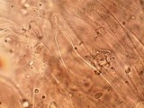 Pluteus saupei image