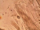 Pluteus saupei image