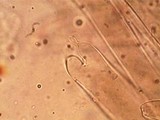 Pluteus saupei image