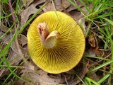 Phylloporus rhodoxanthus image