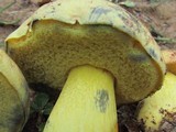 Alessioporus rubriflavus image
