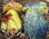 Alessioporus rubriflavus image