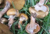 Suillus cothurnatus image