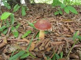 Aureoboletus auriporus image